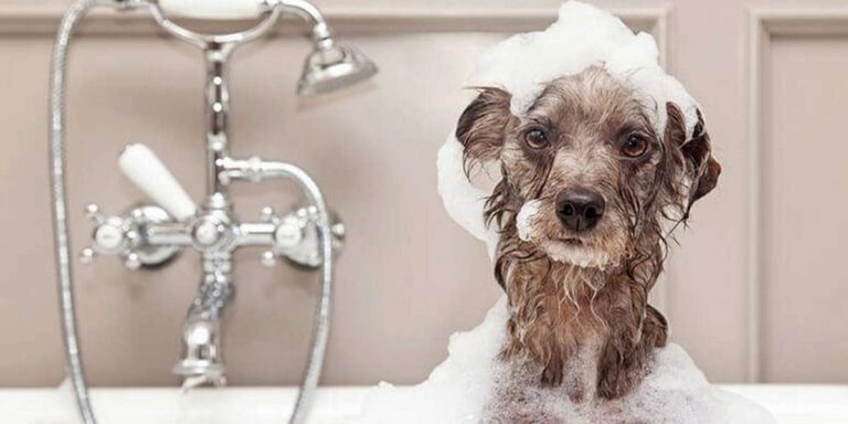 sampon kisállatoknak