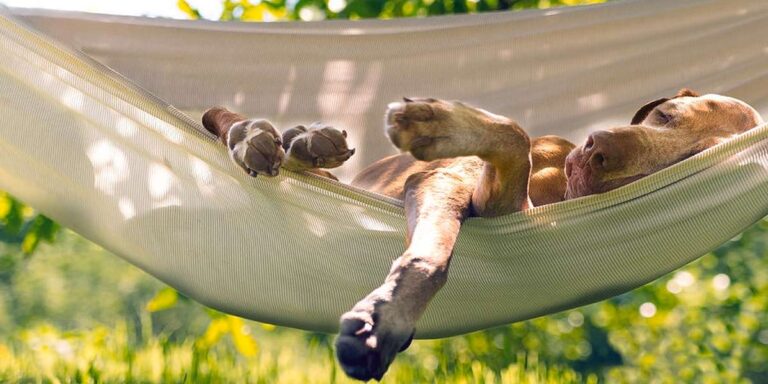 szorongás csökkentő spray kutyusoknak