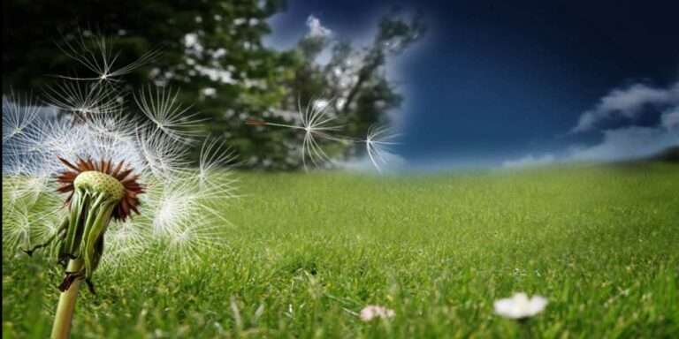 Allergia enyhítő keverék