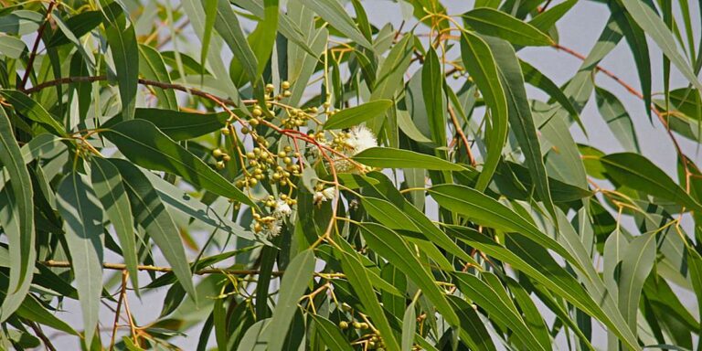 Eukalyptus Citriodora